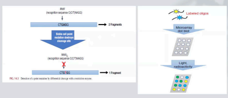 <ul><li><p>We can <strong><span style="color: yellow">detect multiple mutations simultaneously</span></strong>.</p></li><li><p><strong><span style="color: yellow">We use multiple probes</span></strong> to cover the whole genome as we can <strong><span style="color: yellow">consider the ACGH or ECGH</span></strong></p></li></ul><p></p>
