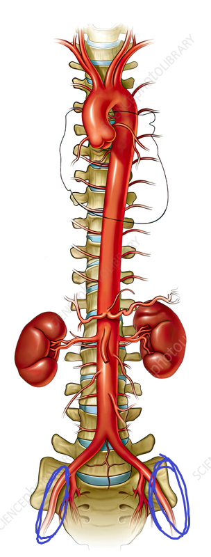 <p>appears to be the continuation of the common iliac artery after the level of branching at the internal iliac artery</p>