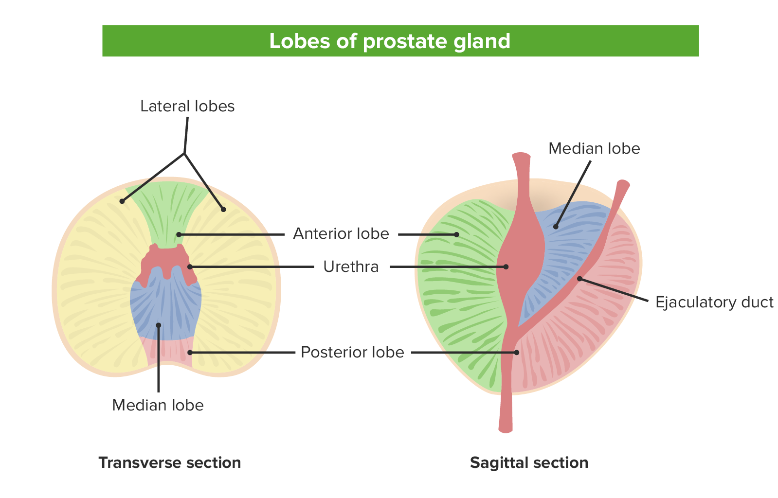 el lobulo en color verde es el lobulo _____ de la prostata