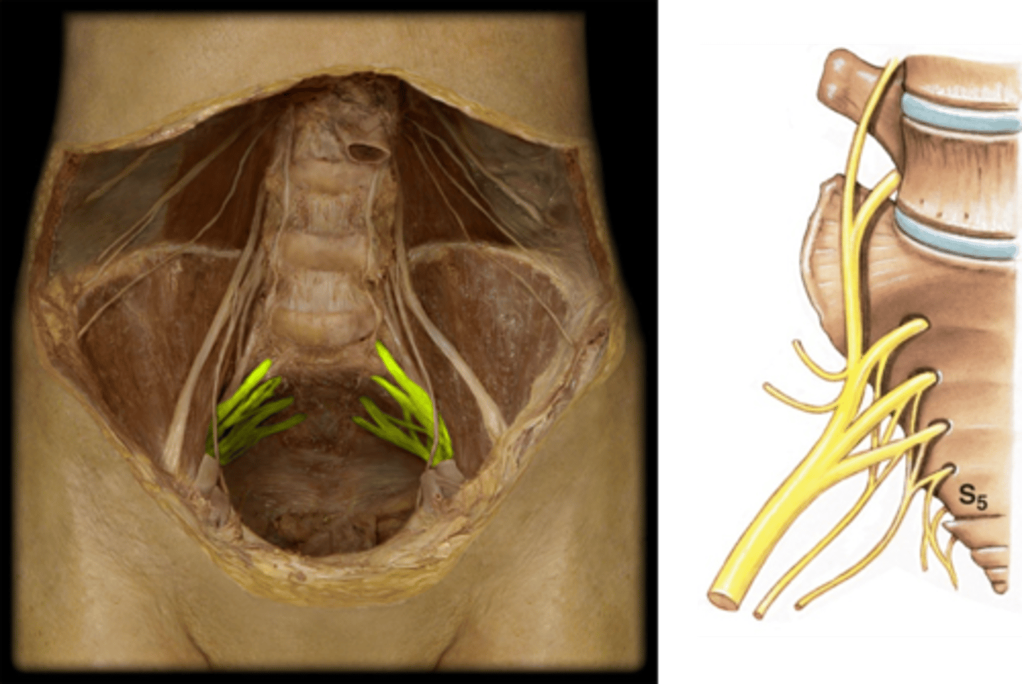 <p>Nerve roots of pudendal nerve</p>