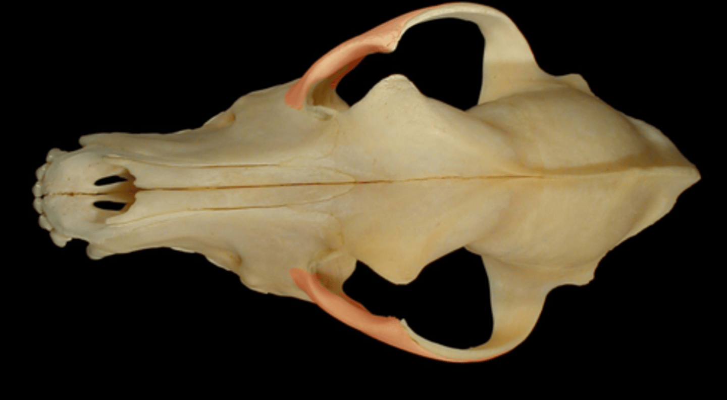 knowt flashcard image