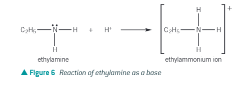 <ul><li><p>lone pair of electrons on the nitrogen can accept a proton </p></li><li><p>forms a dative covalent bond between the lone pair of electrons on the nitrogen atom and the proton </p></li></ul><p></p>