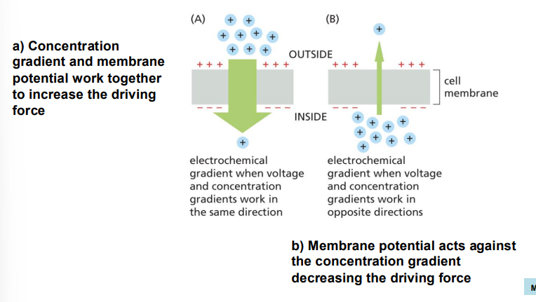 <ul><li><p>neutral - only concentration gradient </p></li><li><p>charged - membrane potential and concentration gradient </p></li></ul><p></p>