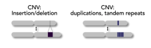 <p>copy number variation</p>