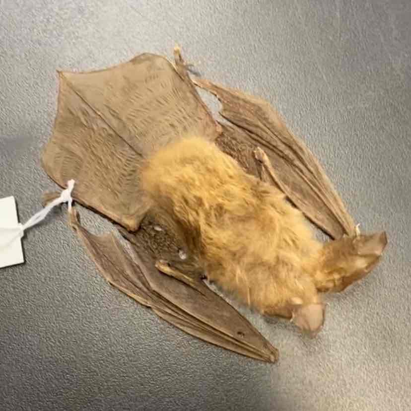 <ul><li><p>Order- Chiroptera</p></li><li><p>Fam- Vespertilionidae </p></li></ul><p>Looks like Antrozous pallidus but darker</p>