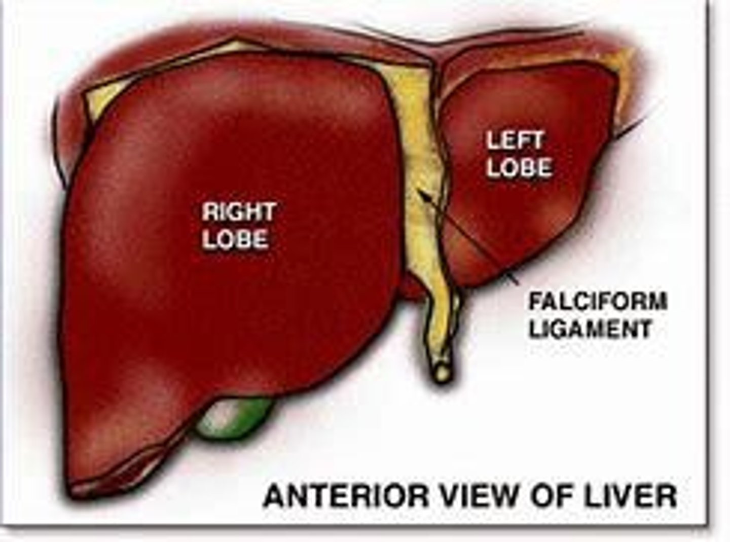 <p>It attaches the liver to the front body wall and separates the anterior liver into left and right lobes.</p>