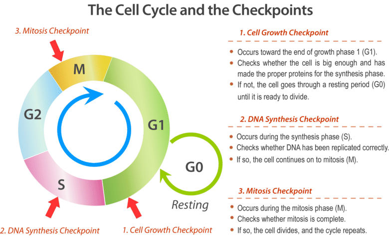 <p>During the G, phase, a cell synthesizes the proteins necessary for chromosome sorting and cell division. Some cell growth may occur.</p>