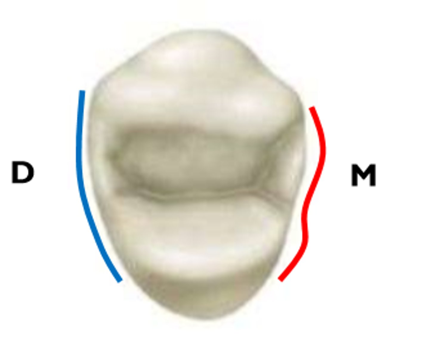 <p>shaped like a "3" due to the mesial marginal ridge groove</p><p>Think: Mesial --&gt; m --&gt; if you flip the "m" it looks like a 3</p>