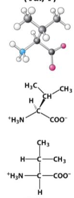 <p>Hydrophobic R-group. </p>