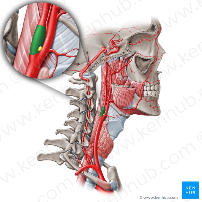 <ul><li><p>a neurovascular structure at the dilation at the beginning of the internal carotid artery</p></li><li><p>crucial role in the control of blood pressure and heart rate </p></li><li><p>function: parasympathetic baroreceptor that is sensitive to pressure changes in the arterial blood pressure</p></li></ul><p></p>