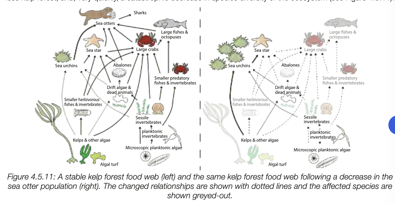 <ul><li><p>changes ecosystems as certain other species will also be affected</p></li></ul><p></p><ul><li><p>sea otters ear urchins, which eat kelp</p></li><li><p>klps neach provides marine organisms with food and shekter and oxygen for aerobic respiration</p></li><li><p>larger sea otters, less urchins, more kelp resulting in large well develped foresets</p></li><li><p>decrease in ppulatino size of otters (increased predation by whales) causes other populations to decline, more urchin, less kelp</p></li></ul><p></p>