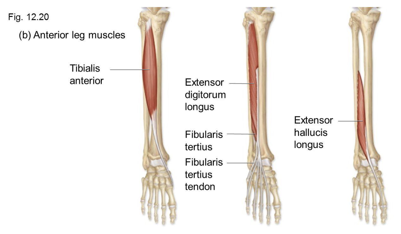 <ul><li><p>Extends the foot at the ankle, along with the four smallest toes.</p></li><li><p>Extends the big toe</p></li><li><p>Assists in plantar flexion</p></li><li><p>Helps with eversion of the foot</p></li></ul><p></p>