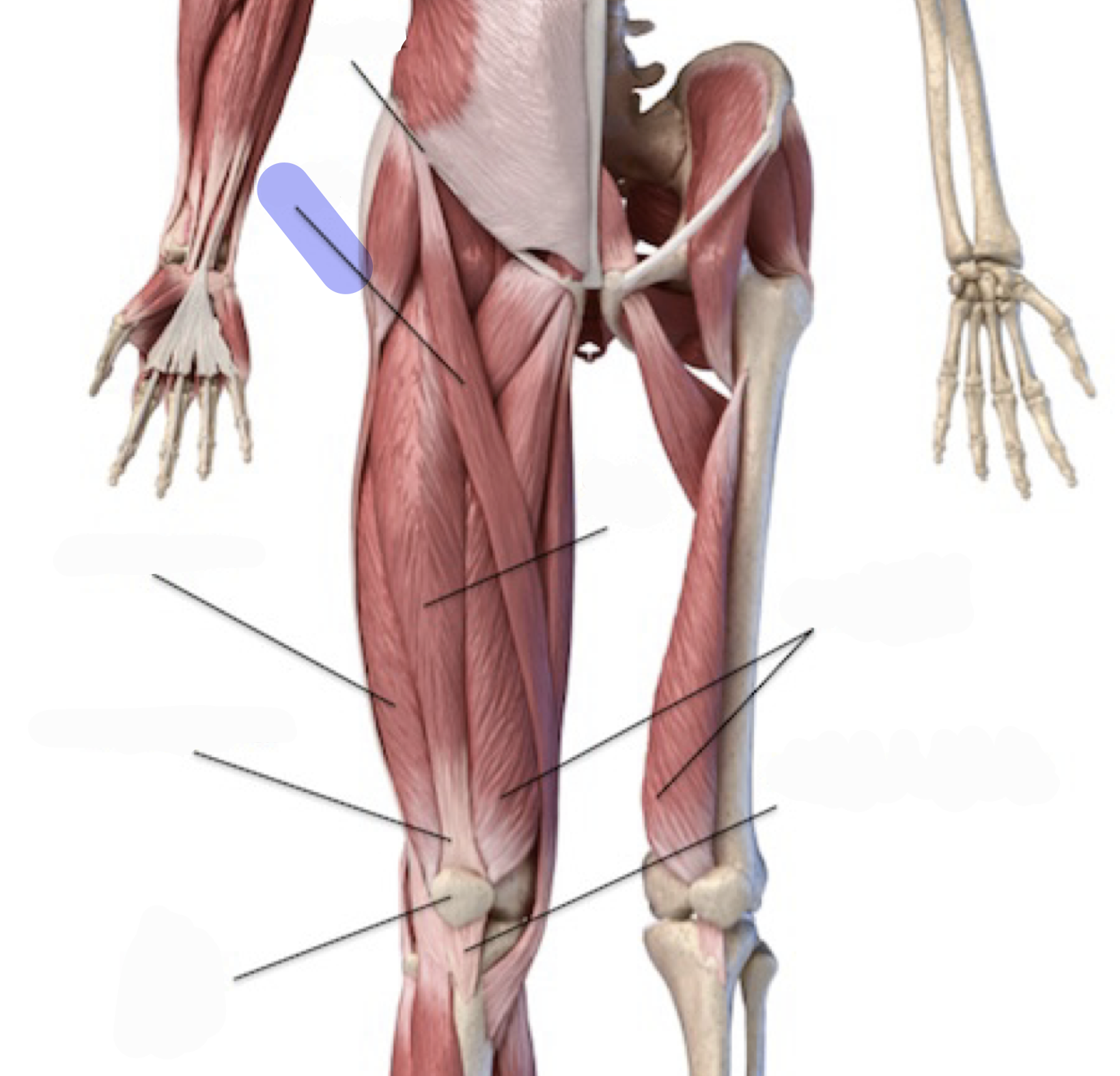 <p>Flexes, ABducts and laterally rotates hip; flexes knee</p>