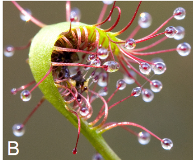 <p>help capture prey</p>