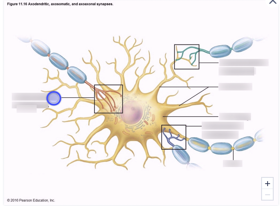 * synaptic connections between axon terminals of 1 neuron and soma (cell body) of others 