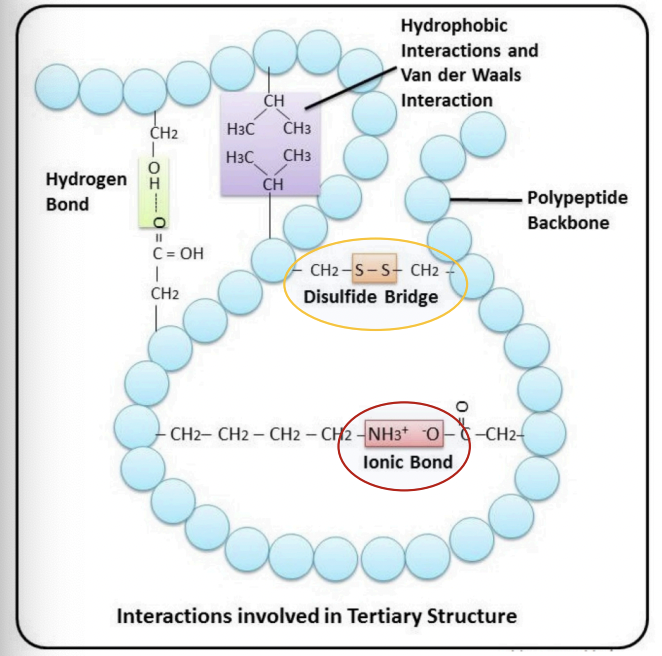 <p>= covalent bond between two cysteines </p><p>(oxidation of their thiol groups)</p>