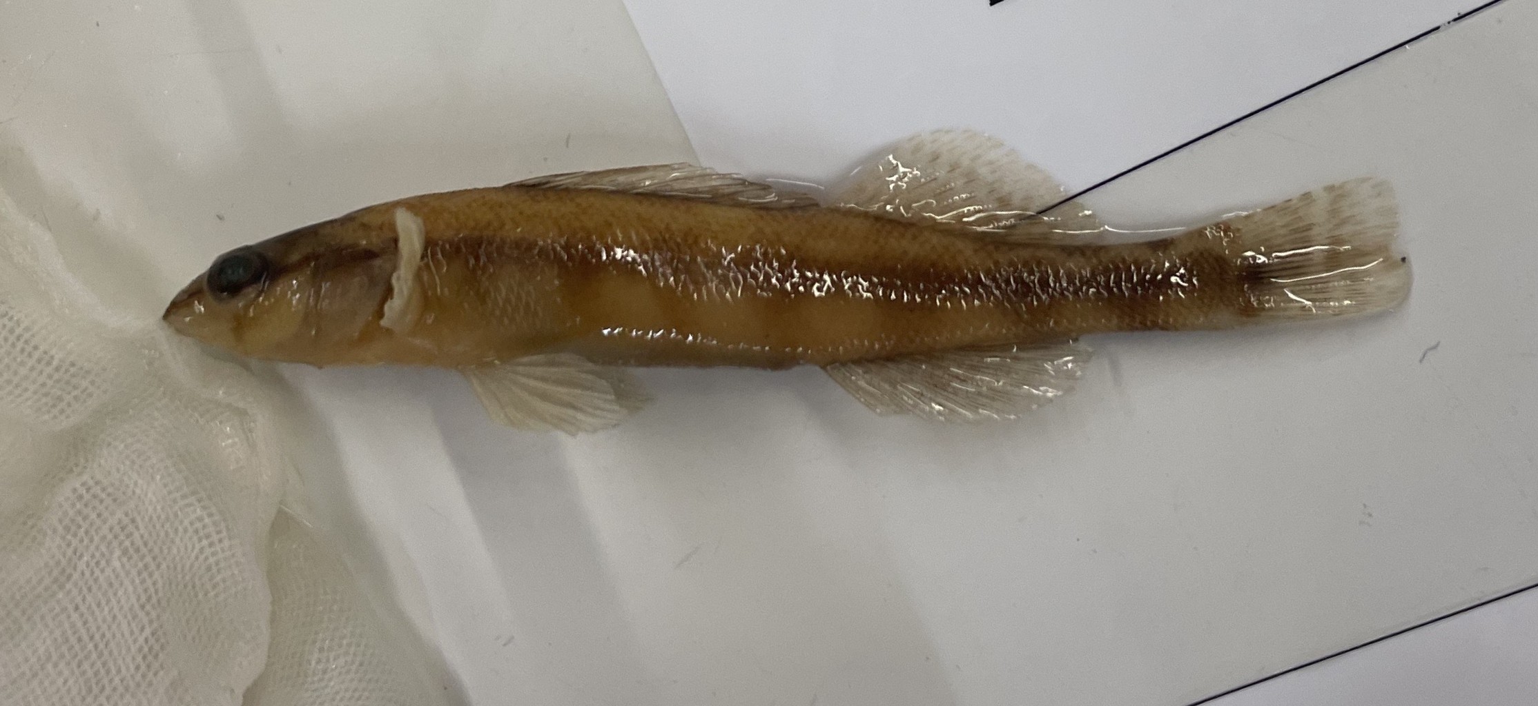 <p>Slough Darter</p>