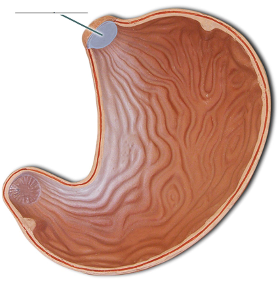 <p>ring of muscle between the esophagus and the stomach</p>