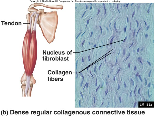 <p>Collagen fibers are densely connected and packed together. They run parallel.</p>