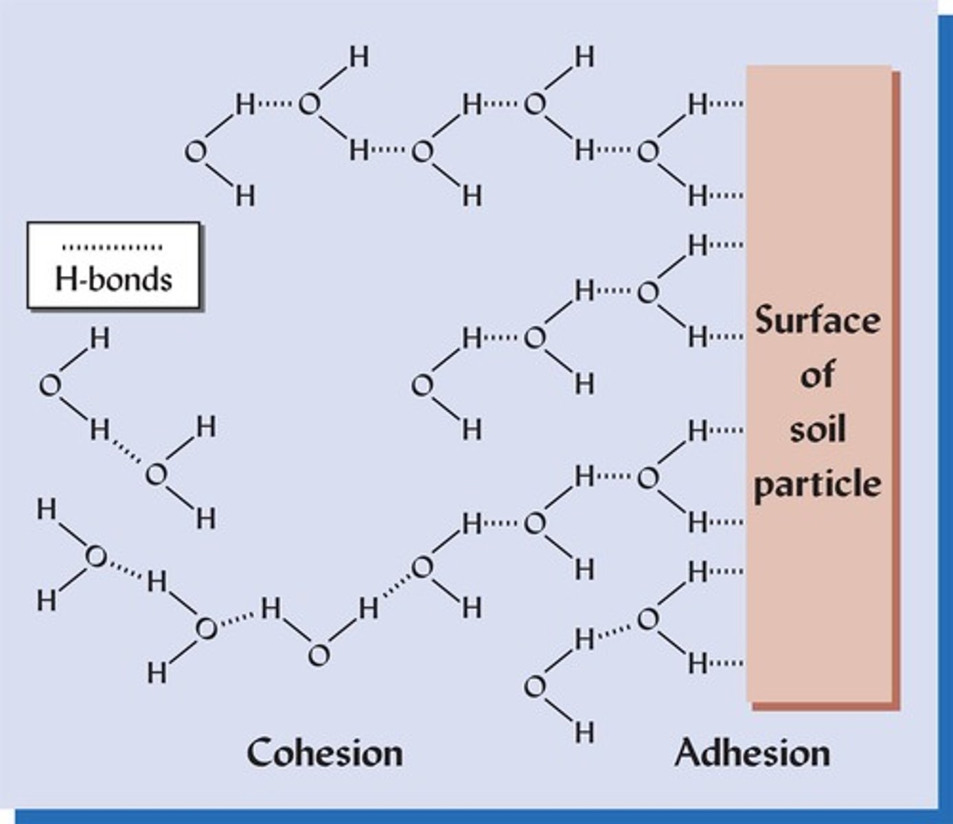 <p>Water attracted to water.</p>