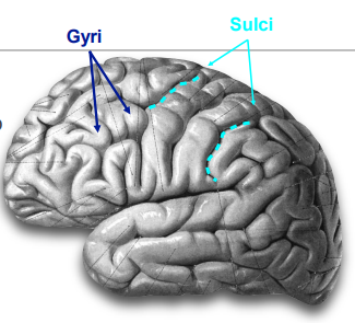<p>Sulci</p>
