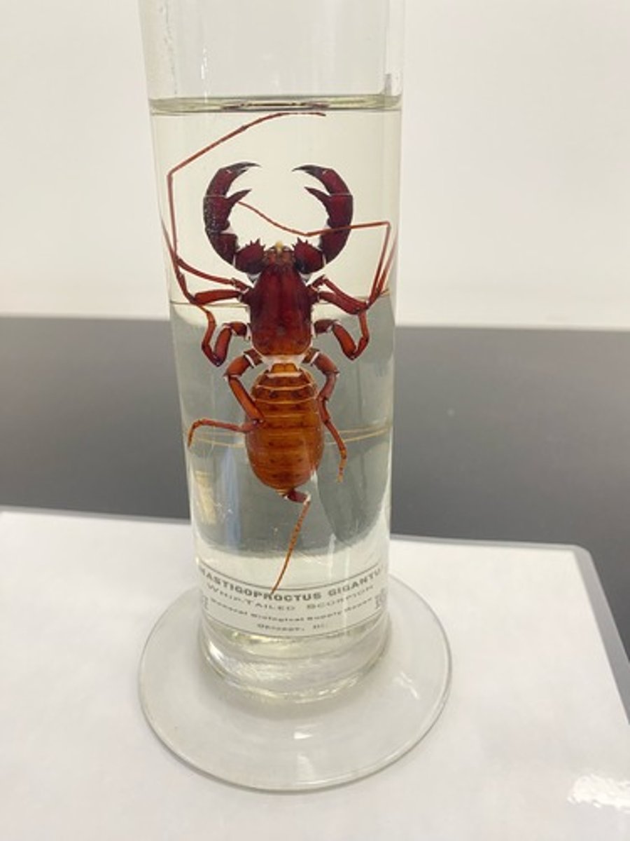 <p>What subphylum is this organism in?</p>