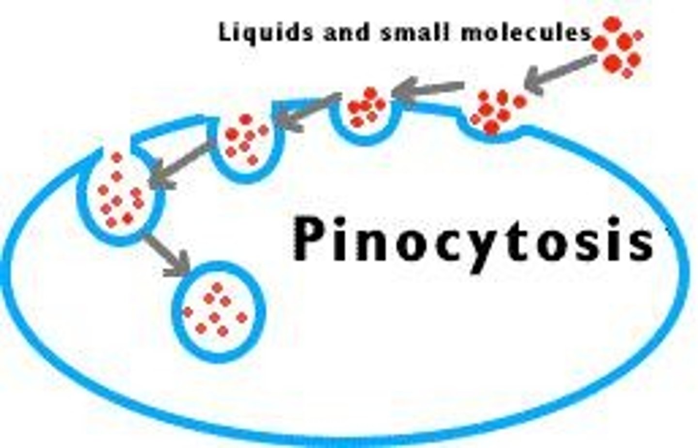 <p>Cell drinking; intake of small droplets.</p>