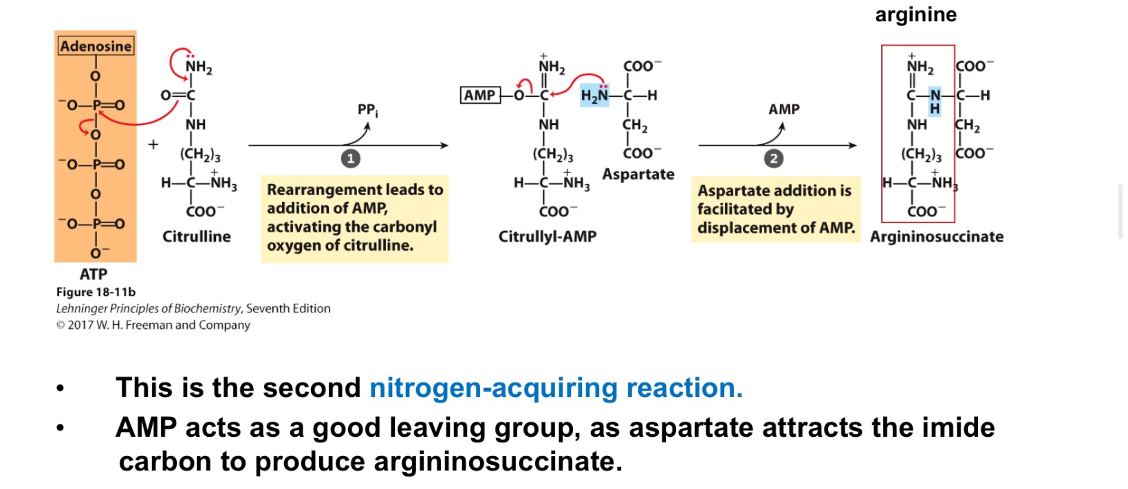 <p>second nitrogen-acquiring reaction in urea cycle?</p>