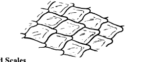 <p>hard, round, or diamond shaped scales that do not overlap</p>