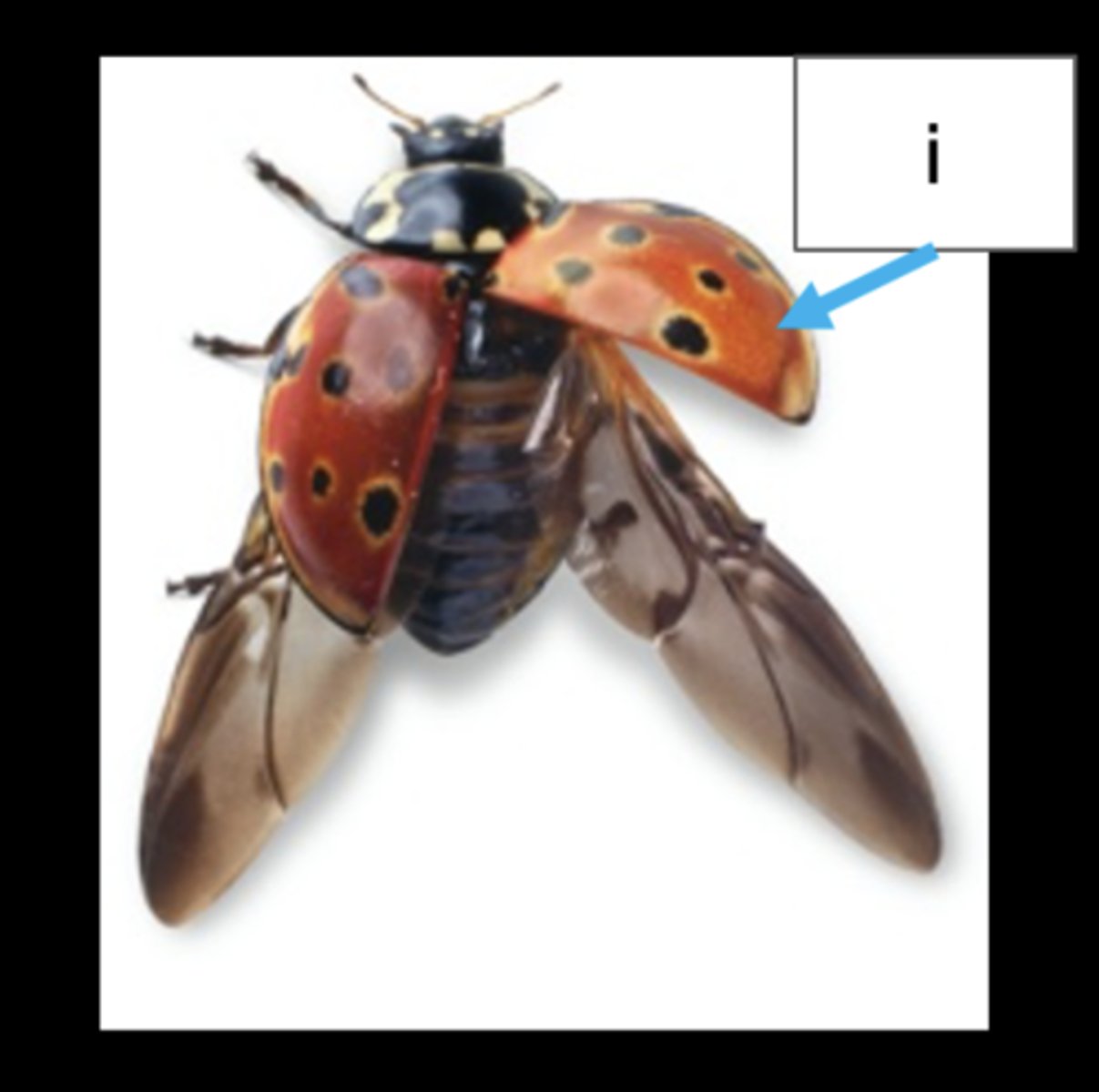 <p>What is the specific function of structure in pointer I?</p>