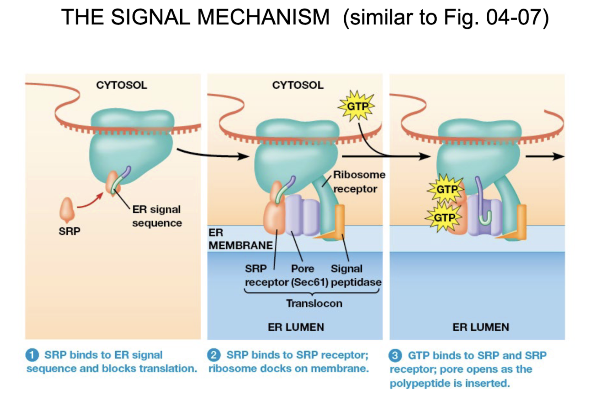 <ul><li><p>one <strong>between the SRP and the SRP receptor</strong></p></li><li><p>the other between the <strong>ribosome and the translocon</strong></p></li></ul><p></p>