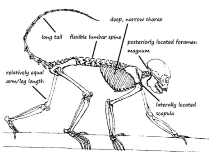<p>Primate locomotion</p>