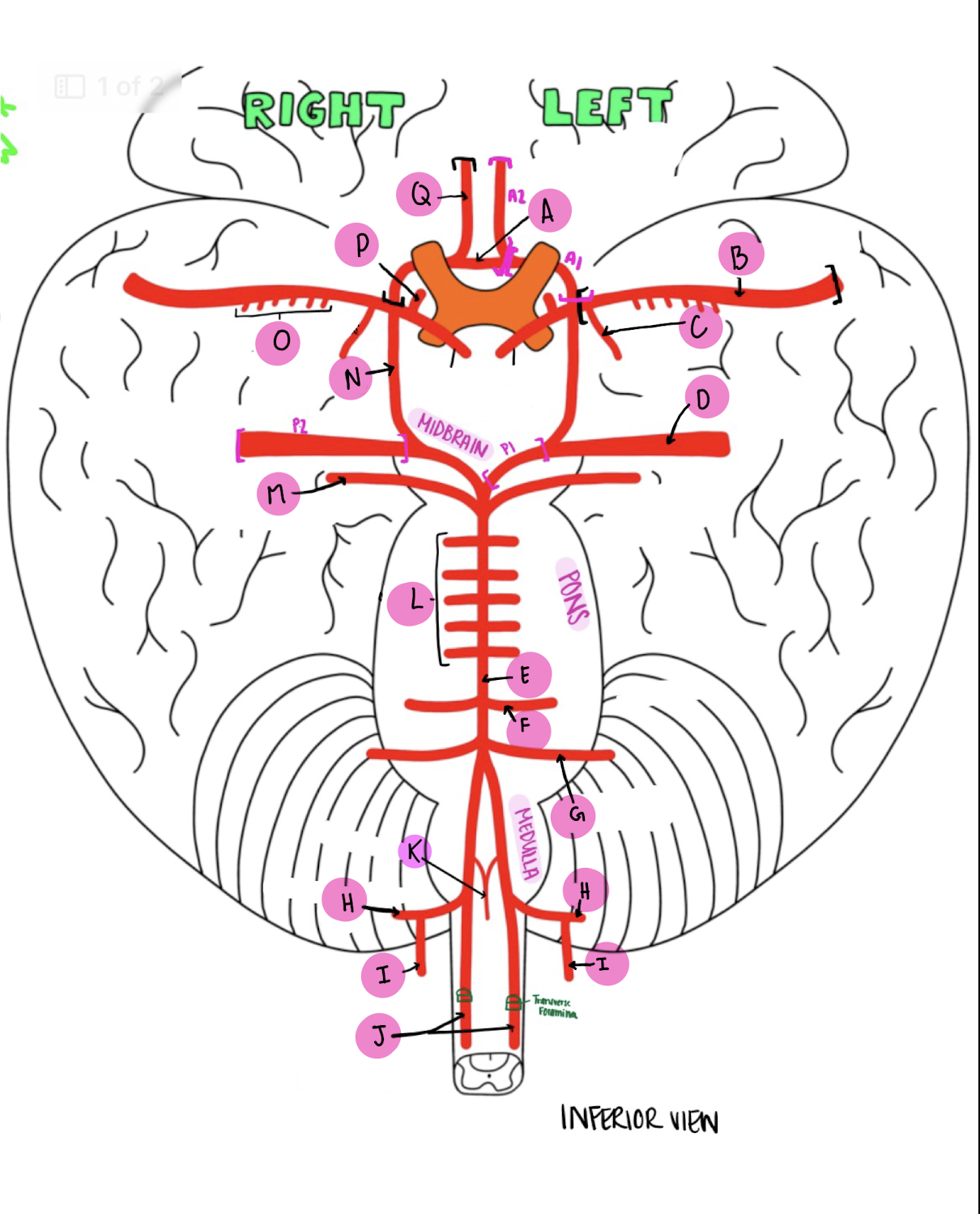 <p>What artery is labeled J?</p>