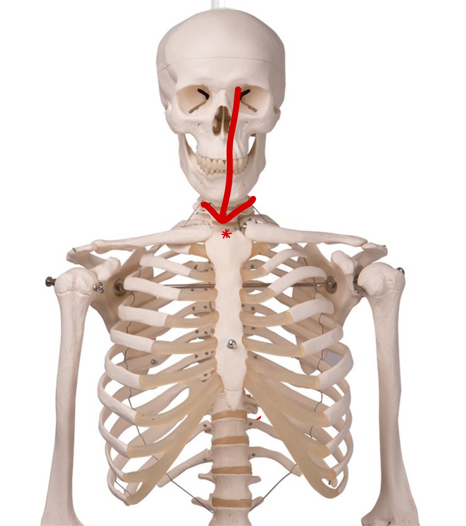 <p>Name this structure</p>