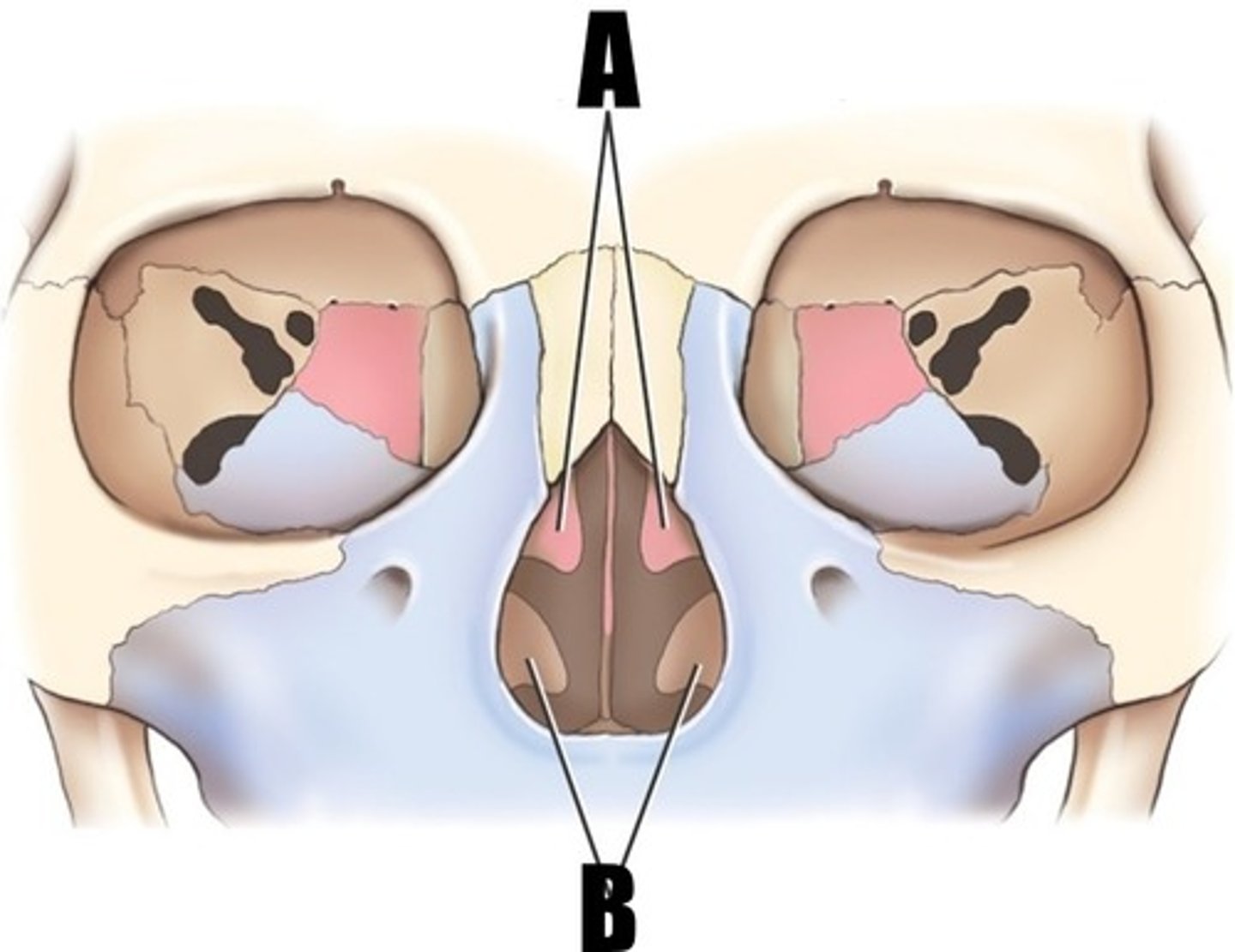 <p>what part of bone is A</p>