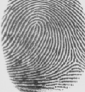 <p>left hand</p>