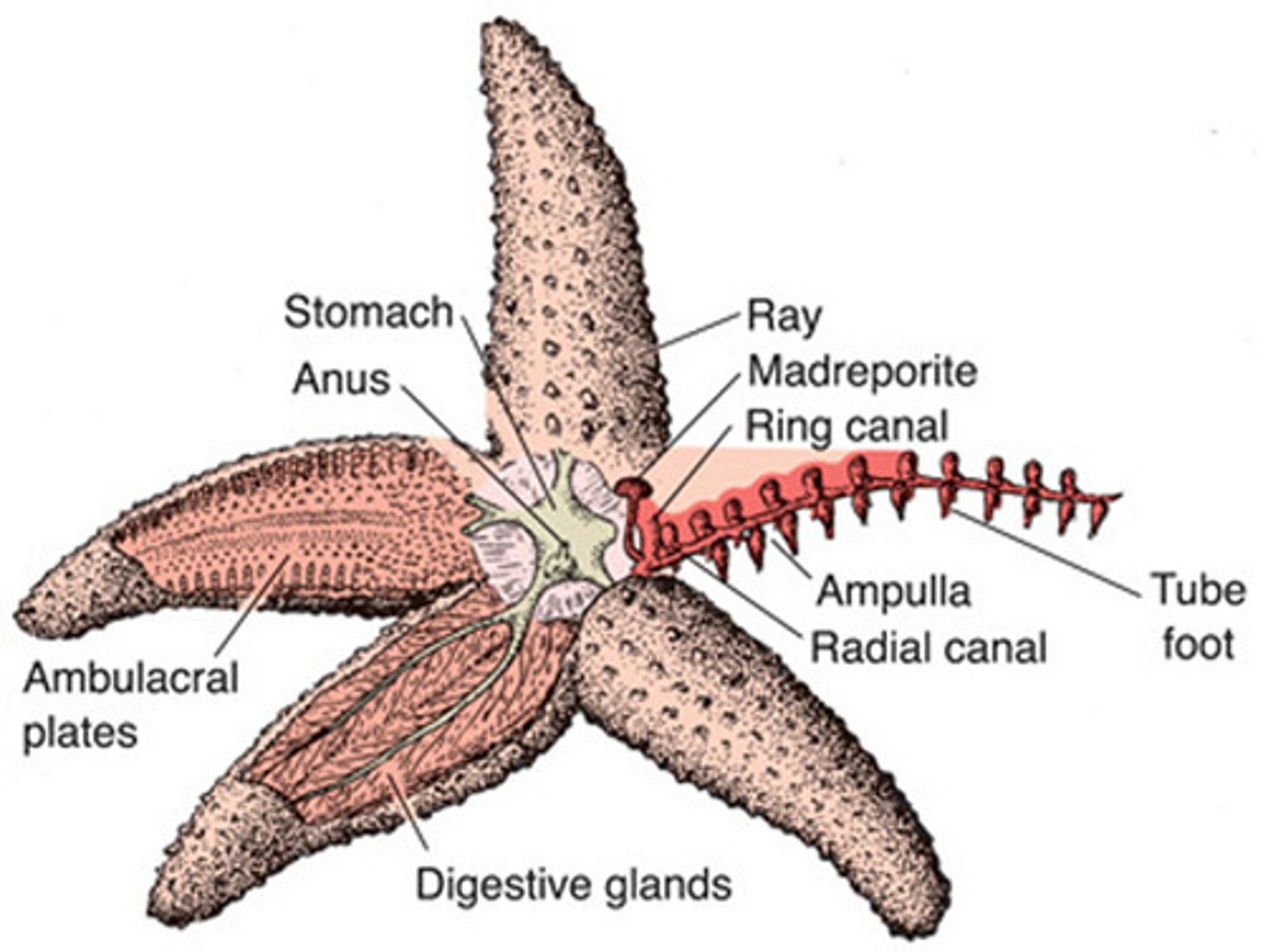 <p>the arms of the starfish</p>