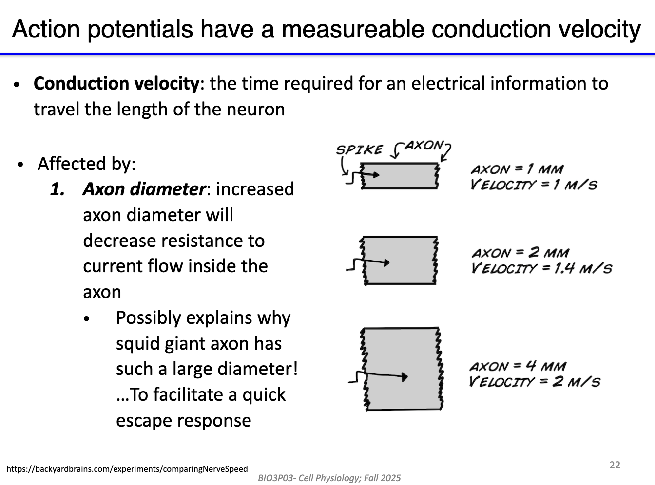 <ul><li><p><strong>Conduction velocity</strong> = time for signal to travel neuron length</p></li><li><p>Larger <strong>axon diameter</strong> → less internal resistance → <strong>faster conduction</strong> (volume &gt; SA = current flows more easily)</p></li><li><p>Explains why <strong>squid giant axon</strong> is so large (rapid escape response)</p></li></ul><p></p>