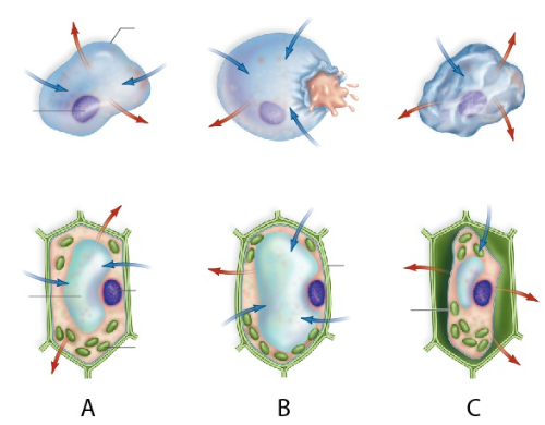 <p>WHich cell is in a hypertonic solution</p>