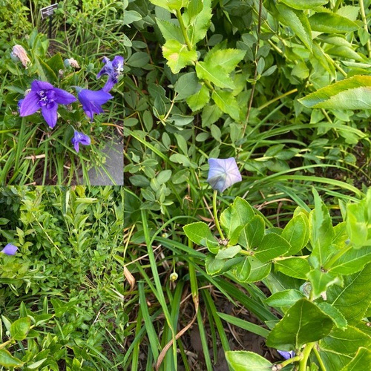 <p>late spring; upright; sperate stems; each stem terminates in bloom; grass like clump</p><p>leaves: alternate almost clasping; rounded to a point; ovate/lanceolate; teeth in margin; glaborous</p><p>bloom: bud is "inflated"; 5 lobed corolla</p>