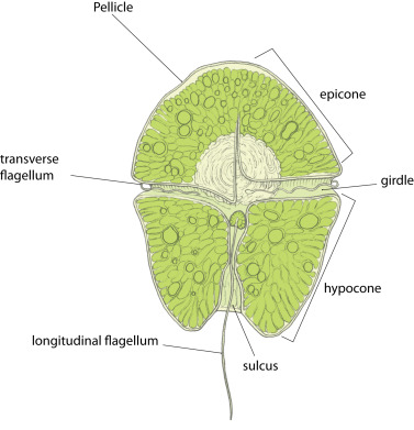 <p>PHLYUM</p><p>Unicellular protists (algae) with two flagella that beat within grooves</p><p>dinoflagellates </p><p>reside in mostly marine, freshwater environments</p><p>stiff cellulose plates</p><p>store food as starch</p><p>→ perpendicular to each other (transerve, longitudional)</p><p>→mixotrophic</p><p>→ contain chlorophylls A and C</p><p>→ carotenoid: perdinin</p>