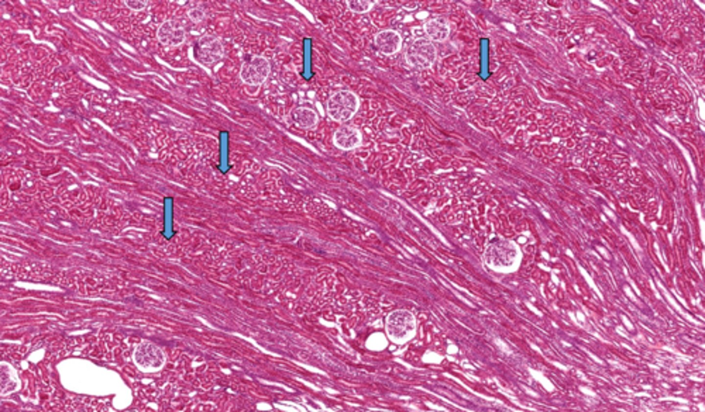 <p>Identify these collections of convoluted structures</p>