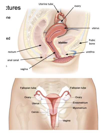 <ul><li><p><span style="background-color: transparent;"><span>bladder sits behind pubic bone</span></span></p></li><li><p><span style="background-color: transparent;"><span>vagina and uterus between bladder and rectum</span></span></p></li><li><p><span style="background-color: transparent;"><span>uterus arches anteriorly&nbsp;</span></span></p></li><li><p><span style="background-color: transparent;"><span>uterine (fallopian) tube located anterior to ovary</span></span></p></li></ul><p></p>