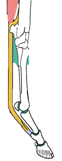 <p>In the horse:</p><ul><li><p>SDFT is only ONE branch</p></li><li><p>Receives an<strong>&nbsp;Accessory Check Ligament (ACL)</strong> from the radius</p><ul><li><p>Found PROXIMAL to carpus</p></li><li><p>Limits the length of the tendon, and protects the muscle belly from overstretching&nbsp;</p></li></ul></li></ul><p></p>