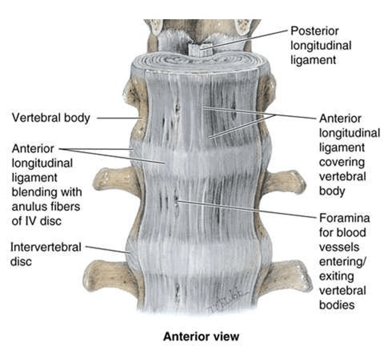 <p>Joins vertebral bodies anteriorly; resists hyperextension of the vertebral column.</p>