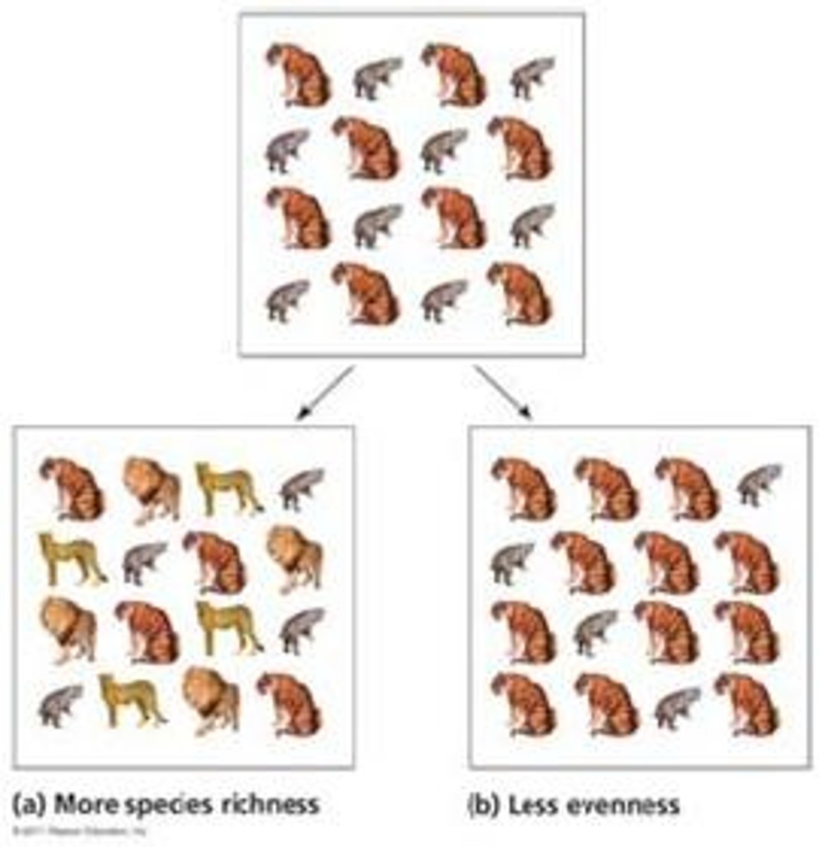 <p>richness # of different species, evenness balanced relative abundance of each species</p>