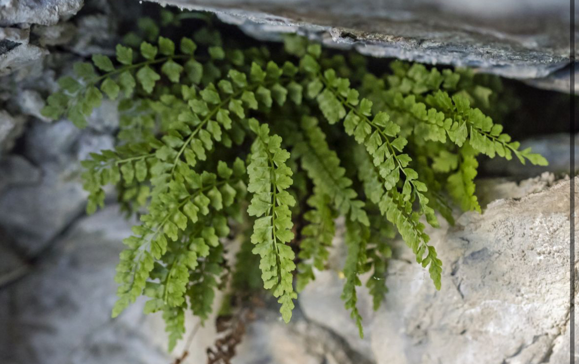 <p>Green spleenwort</p>