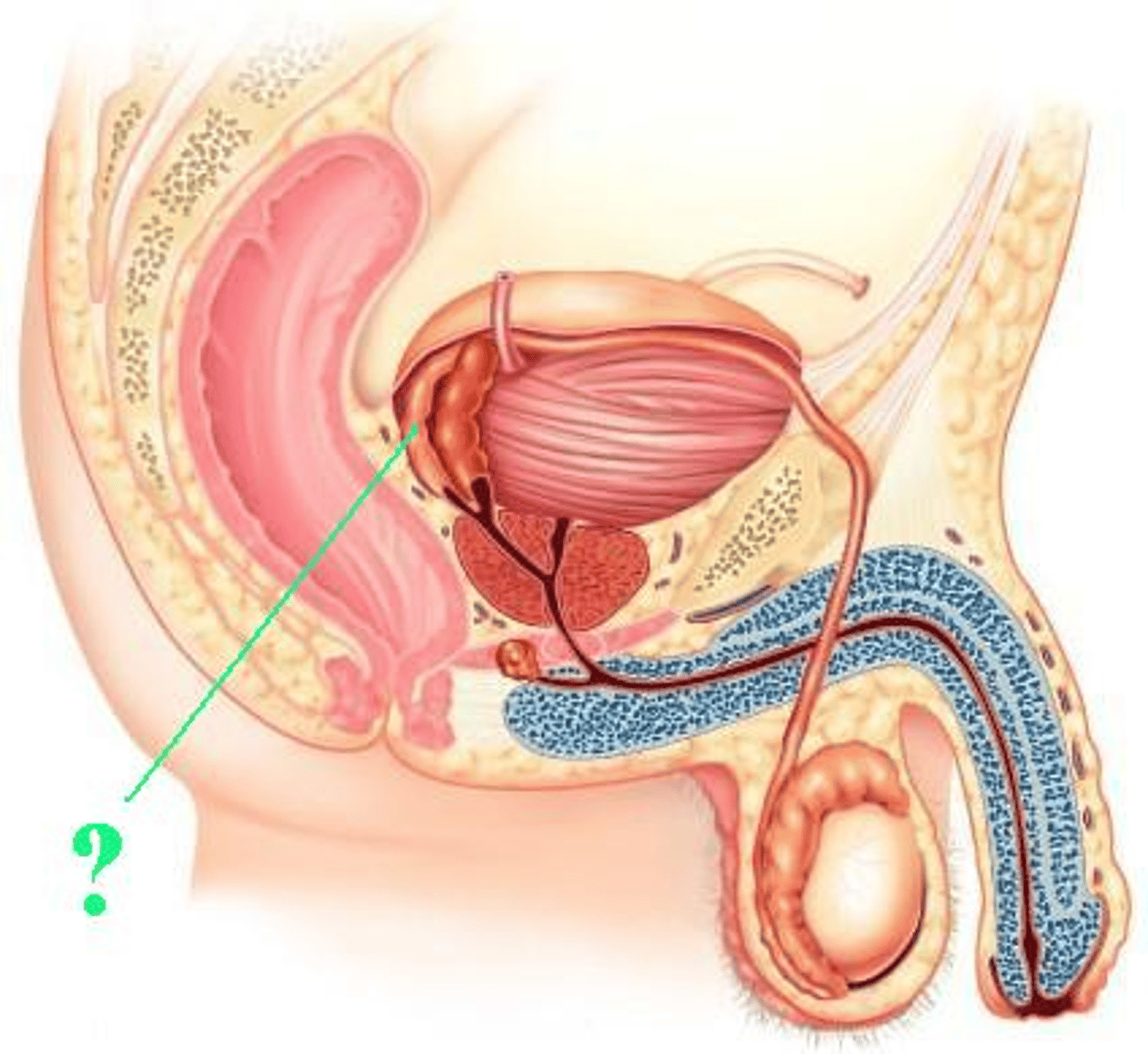 <p>Identify the indicated structure.</p>