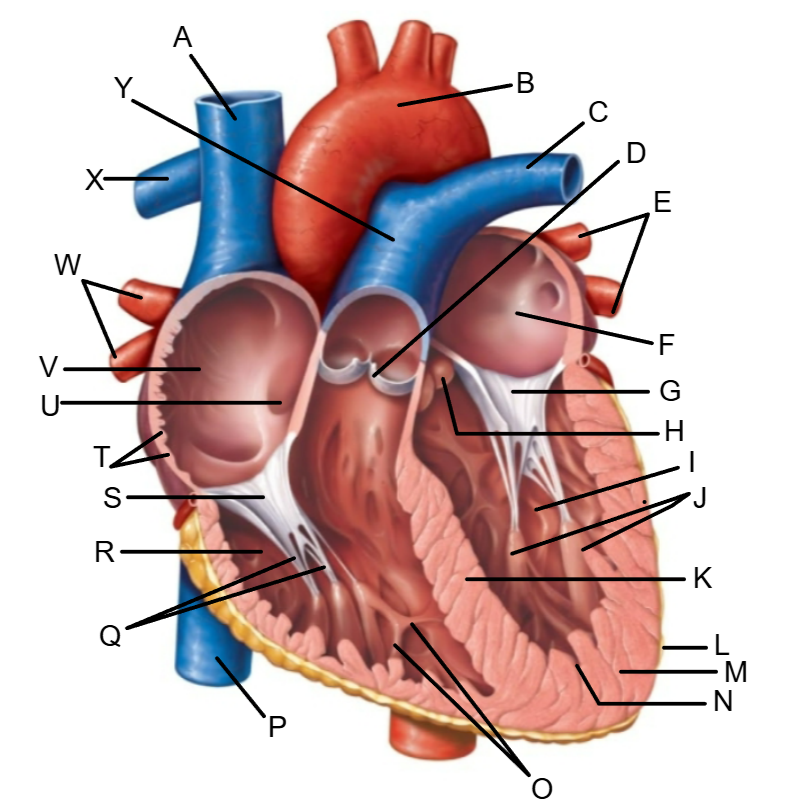 <p>Name the structure at Y</p>