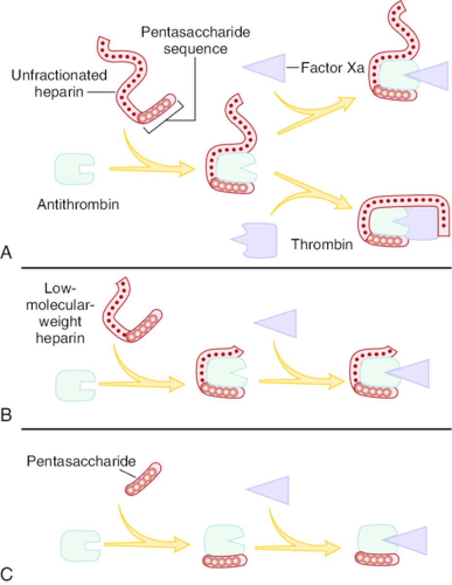 <p>­- Synthetic pentasaccharide that binds to AT</p><p>- Selectively inhibits Xa only</p>